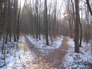 forest-path-238887_1280